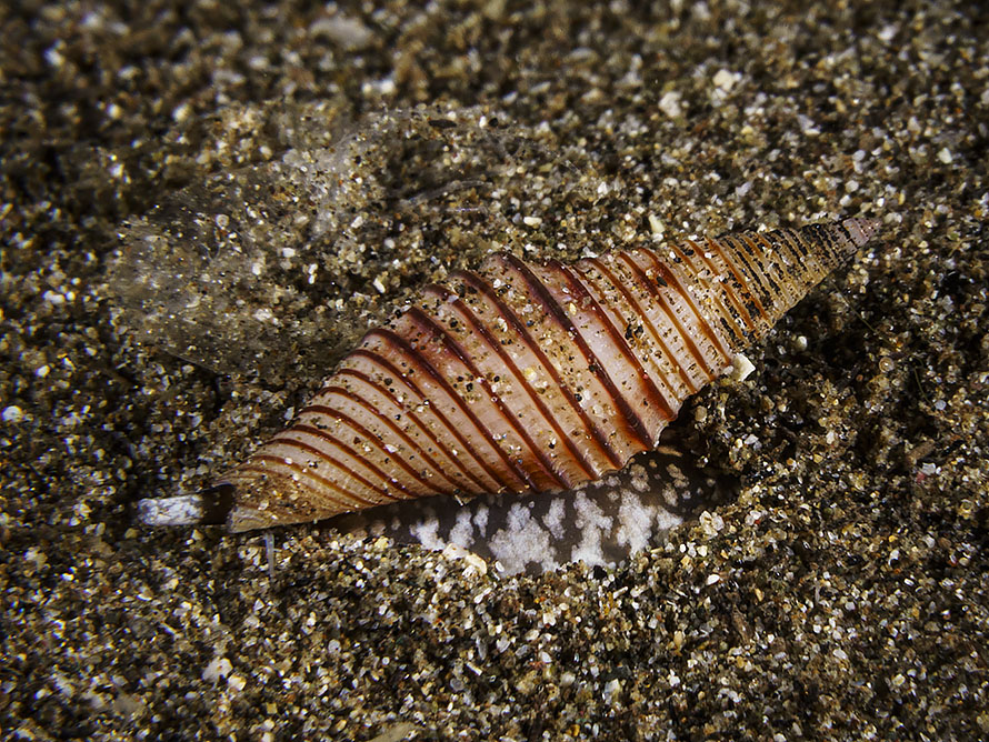 Turrilatirus turritus